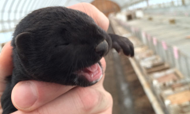 A Year On A Mink Farm Part 2 Whelping And Weaning 8839