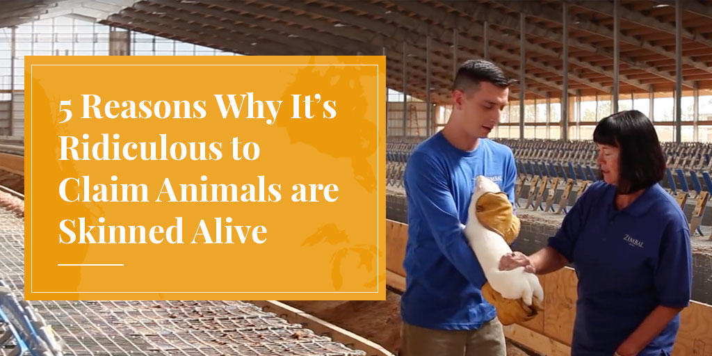 5 Reasons Why It’s Ridiculous to Claim Animals are Skinned Alive