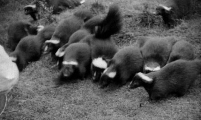 Farma skunka, chov skunka, kožešina skunka