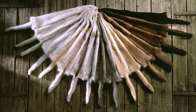 mink colors, mink fur, mink pelts