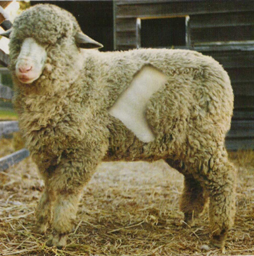 ugg treatment of sheep