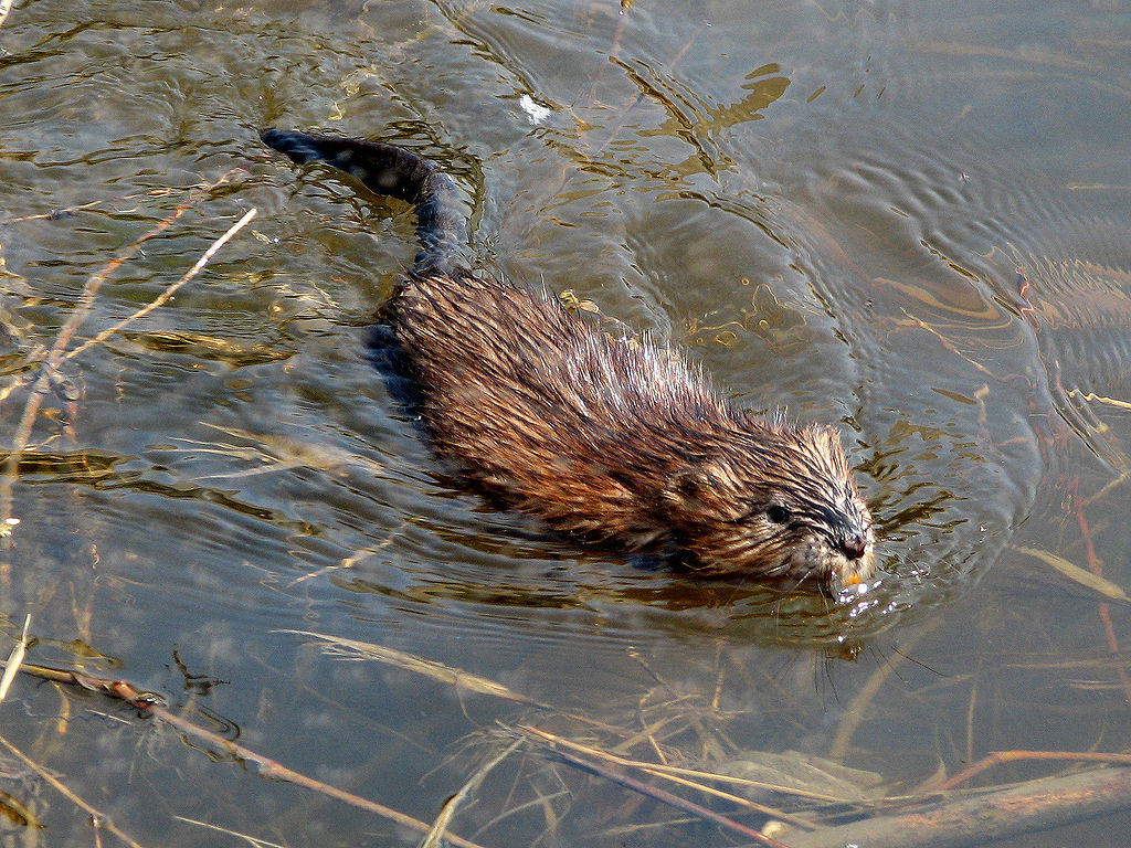 muskrats have naked tails