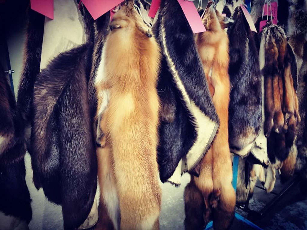 Fur Harvesters Auction Ramps Up Services for Trappers and Trade