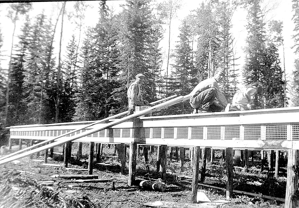 building mink pens 1940s