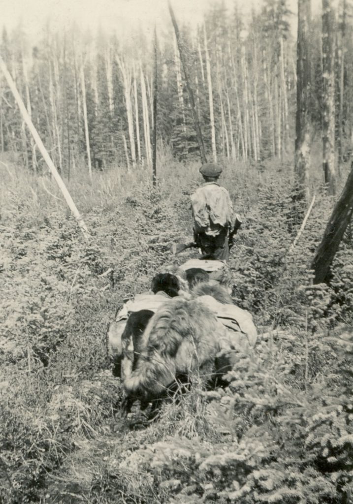 Gene Walters aged 9 early 1930s with pack dogs